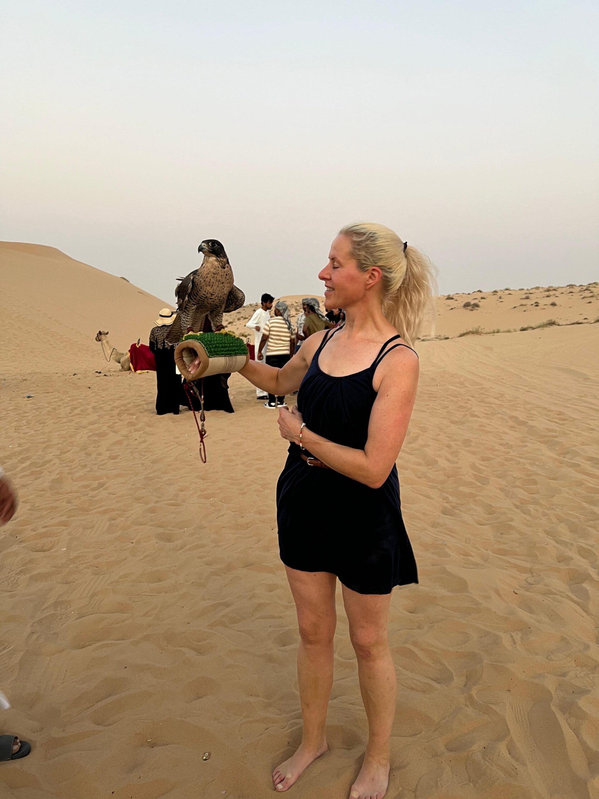 A trained falcon gracefully landing on its handler's glove at an Abu Dhabi desert falcon show